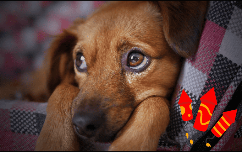 La pirotecnia causa estrés, miedo y ansiedad en perros, provocando temblores, taquicardia, accidentes e incluso problemas de conducta. CANVA/ESPECIAL