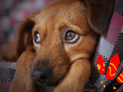 La pirotecnia causa estrés, miedo y ansiedad en perros, provocando temblores, taquicardia, accidentes e incluso problemas de conducta. CANVA/ESPECIAL