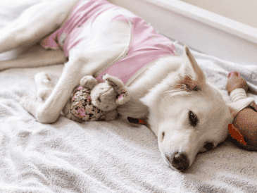 No prestar atención a cambios extremos como letargo excesivo, falta de apetito prolongada, vómitos o fiebre puede retrasar la atención de una complicación.  CANVA