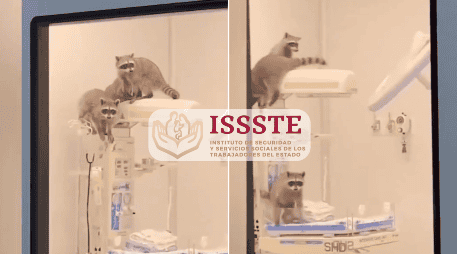 Una vez asegurados los mapaches, el ISSSTE procedió al cierre temporal del área para realizar una limpieza profunda y desinfección. ESPECIAL