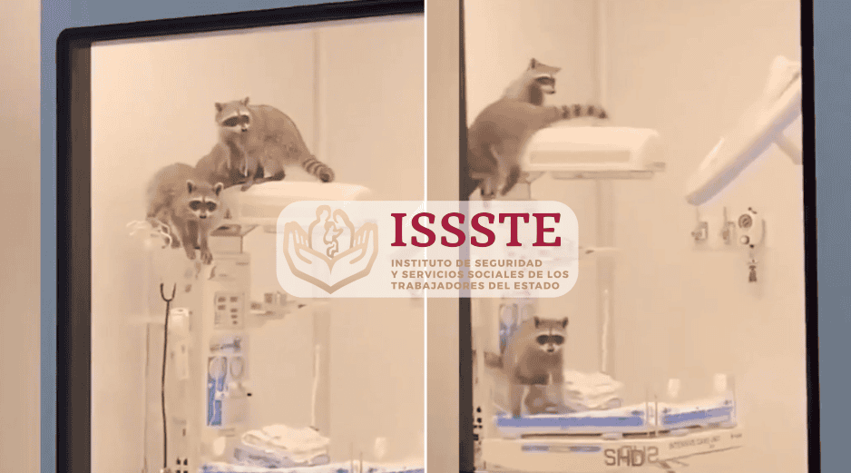 Una vez asegurados los mapaches, el ISSSTE procedió al cierre temporal del área para realizar una limpieza profunda y desinfección. ESPECIAL