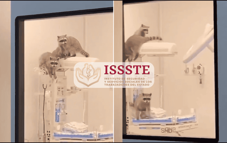 Una vez asegurados los mapaches, el ISSSTE procedió al cierre temporal del área para realizar una limpieza profunda y desinfección. ESPECIAL