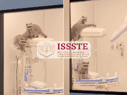 Una vez asegurados los mapaches, el ISSSTE procedió al cierre temporal del área para realizar una limpieza profunda y desinfección. ESPECIAL