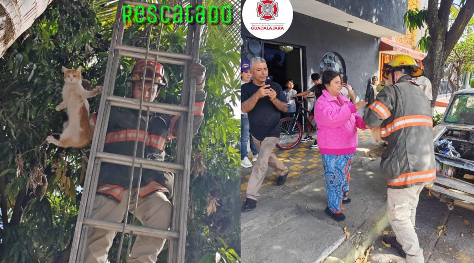 El gato se encontraba a 8 metros de altura en una palmera de la colonia San Marcos. ESPECIAL / FACEBOOK Protección Civil y Bomberos GDL