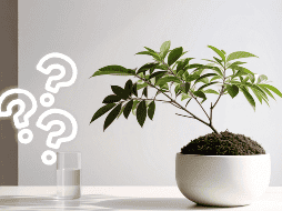 Por su tamaño, resistencia y capacidad de producir frutos sin grandes exigencias, el granado se ha convertido en uno de los árboles más recomendados para jardines pequeños y proyectos de jardinería sostenible. CANVA