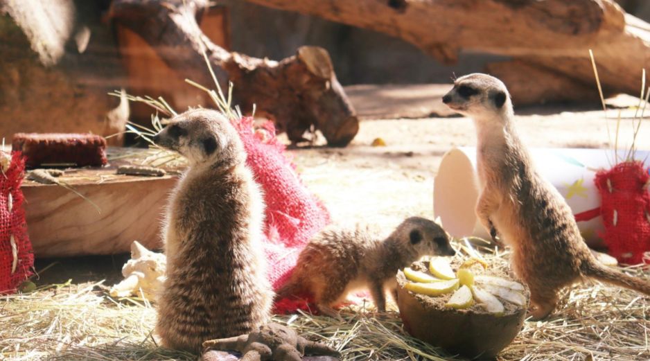 El Zoológico Guadalajara es uno de los lugares más visitados en la ciudad. ZOOLÓGICO DE GUADALAJARA