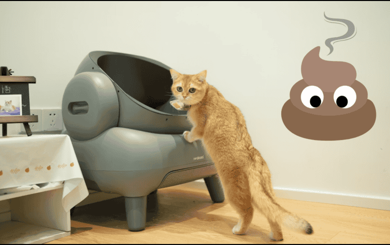 Elimina el olor de excremento de gato con estos sencillos consejos. UNSPLASH / NEAKASA