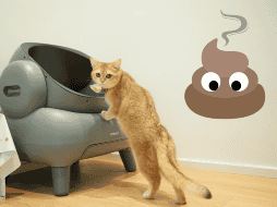 Elimina el olor de excremento de gato con estos sencillos consejos. UNSPLASH / NEAKASA