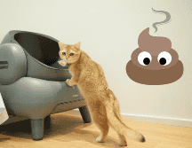 Elimina el olor de excremento de gato con estos sencillos consejos. UNSPLASH / NEAKASA