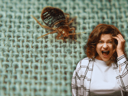 Eliminar y prevenir la infestación de chinches requiere estrategias efectivas y un enfoque integral. ESPECIAL / CANVA