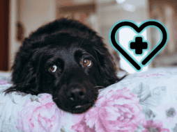 Actuar con rapidez y con información confiable puede marcar la diferencia entre la vida y la muerte del animal, además de reducir posibles secuelas. ESPECIAL/Canva