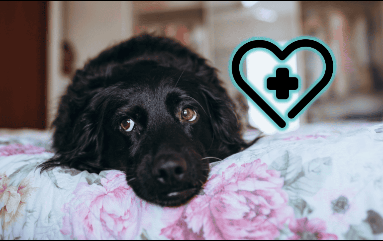 Actuar con rapidez y con información confiable puede marcar la diferencia entre la vida y la muerte del animal, además de reducir posibles secuelas. ESPECIAL/Canva