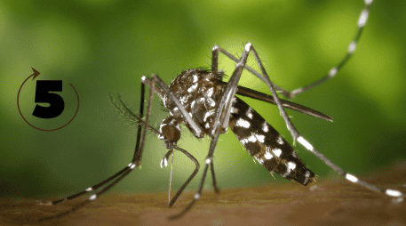 El dengue presenta un comportamiento cíclico a nivel global. CANVA