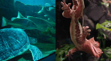 De acuerdo  con el Acuario Michin Guadalajara se puede ingresar al lugar bajo tres precios distintos que dependen del horario a elegir. EL INFORMADOR/ N. ANDRADE