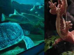 De acuerdo  con el Acuario Michin Guadalajara se puede ingresar al lugar bajo tres precios distintos que dependen del horario a elegir. EL INFORMADOR/ N. ANDRADE