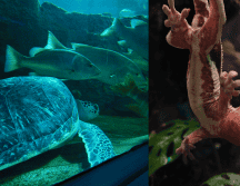 De acuerdo  con el Acuario Michin Guadalajara se puede ingresar al lugar bajo tres precios distintos que dependen del horario a elegir. EL INFORMADOR/ N. ANDRADE