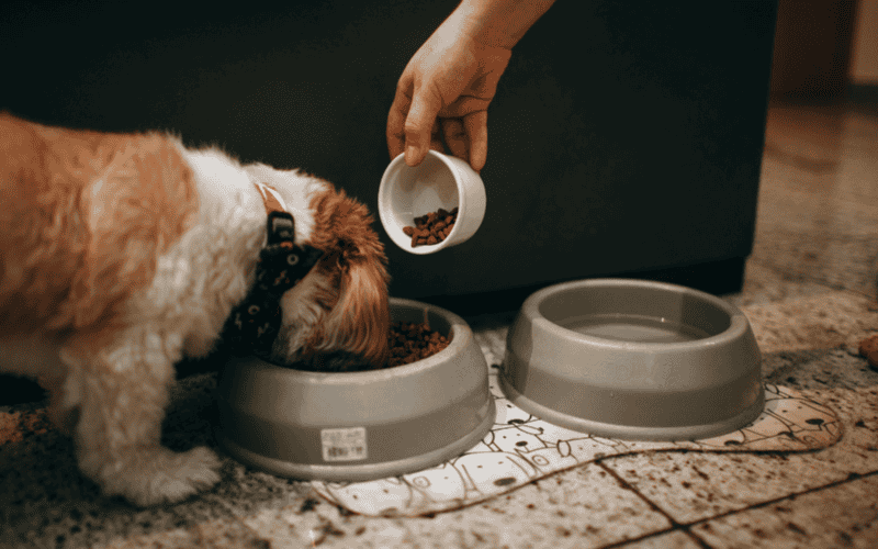 Recuerda recoger su comedero una vez que termine de comer y edúcalo a que se alimente en horarios que tú determines. CANVA