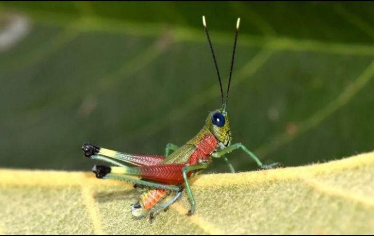 La nueva especie habita en zonas de vegetación herbácea y arbustiva en pendientes empinadas del bosque montano, dentro del área de amortiguamiento del Parque Nacional Sangay. EFE / ESPECIAL