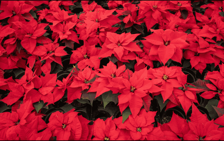 Si tienes flores de Nochebuena o árboles naturales no lo tires a la basura y evita desperdiciar estos materiales. CANVA