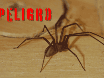 La araña violinista o araña de rincón es una especie de arácnido nocturno peligroso. ESPECIAL / CANVA