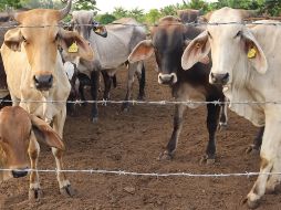 El CNA destacó que más del 95% de los casos se han concentrado en la región sur-sureste. EFE