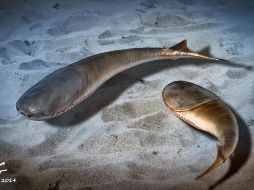 No se han descubierto fósiles de animales como el Sacabambaspis posteriores a la extinción masiva del Ordovícico tardío. EFE / ARCHIVO