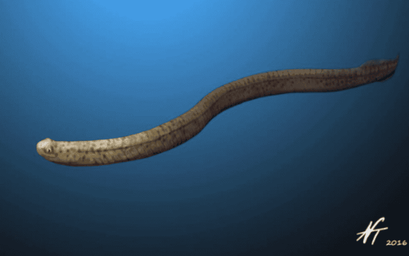 conodonto llamado así por unos inusuales fósiles de dientes cónicos que se cree que son ancestros de las lampreas y mixinos modernos. oist.jp / ESPECIAL