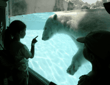 Uno de estos mamíferos tenía el nombre de Ágata quien nació bajo cuidado profesional en un zoológico fuera de México, pero cuando tenía dos años llegó al Zoológico Guadalajara. EL INFORMADOR/ ARCHIVO