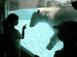Uno de estos mamíferos tenía el nombre de Ágata quien nació bajo cuidado profesional en un zoológico fuera de México, pero cuando tenía dos años llegó al Zoológico Guadalajara. EL INFORMADOR/ ARCHIVO