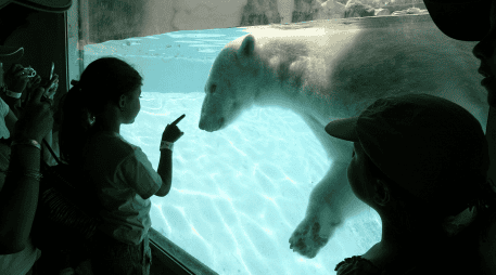 Uno de estos mamíferos tenía el nombre de Ágata quien nació bajo cuidado profesional en un zoológico fuera de México, pero cuando tenía dos años llegó al Zoológico Guadalajara. EL INFORMADOR/ ARCHIVO