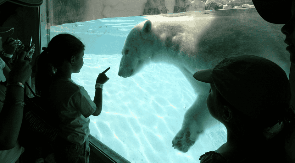 Uno de estos mamíferos tenía el nombre de Ágata quien nació bajo cuidado profesional en un zoológico fuera de México, pero cuando tenía dos años llegó al Zoológico Guadalajara. EL INFORMADOR/ ARCHIVO
