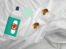 Si al aplicar el insecticida las chinches no desaparecen semanas despues, tendrás que acudir a un experto en control de plagas. CANVA