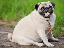 Muchas mascotas reducen su nivel de actividad después de la cirugía. Aunque la recuperación es temporal. CANVA