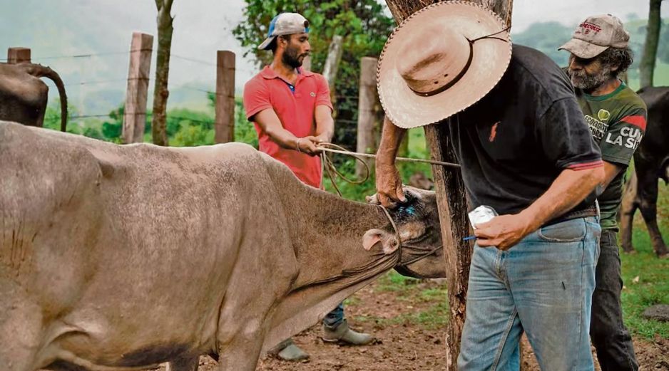 Ganaderos aseguraron que pueden garantizar el tránsito seguro de ganado hacia EU, gracias a protocolos sanitarios reforzados y estrategias de control. EL UNIVERSAL