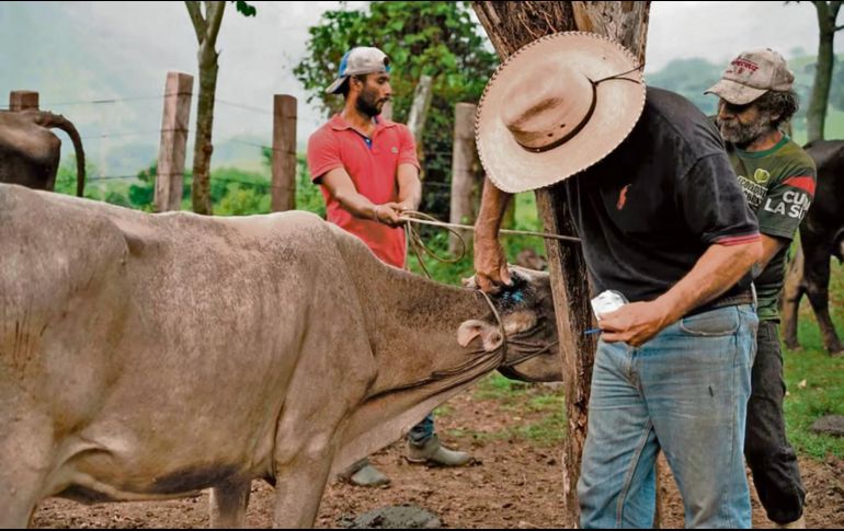 Ganaderos aseguraron que pueden garantizar el tránsito seguro de ganado hacia EU, gracias a protocolos sanitarios reforzados y estrategias de control. EL UNIVERSAL