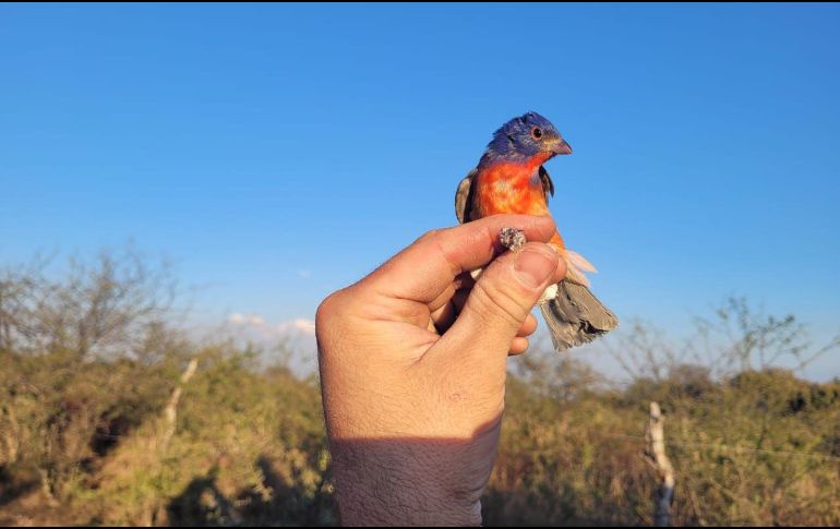 La venta, posesión y captura de aves silvestres está estrictamente prohibida en México. ESPECIAL
