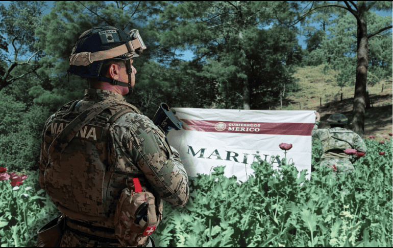 Los 32 plantíos de amapola abarcaban una área aproximada de 111 mil 400 metros cuadrados, en los que se destruyeron aproximadamente 3 millones 330 mil 500 plantas. ESPECIAL/Secretaría de Marina