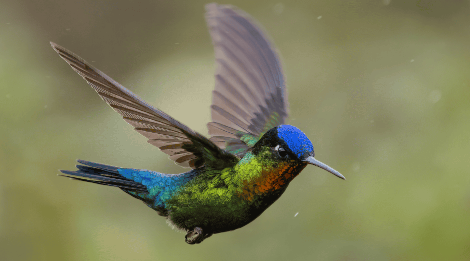 Según el Museo de Historia Natural y Cultura Ambiental, la exposición incorpora gráficos, imágenes, videos con entrevistas a especialistas, poesía y música referente a colibríes. ESPECIAL