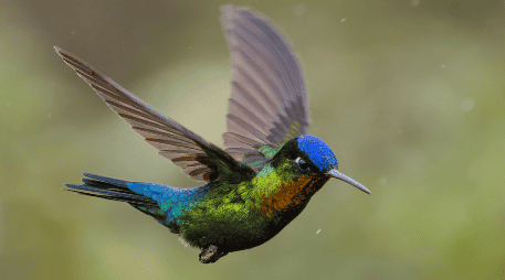 Según el Museo de Historia Natural y Cultura Ambiental, la exposición incorpora gráficos, imágenes, videos con entrevistas a especialistas, poesía y música referente a colibríes. ESPECIAL
