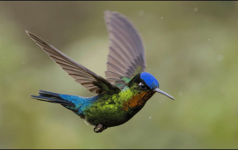 Según el Museo de Historia Natural y Cultura Ambiental, la exposición incorpora gráficos, imágenes, videos con entrevistas a especialistas, poesía y música referente a colibríes. ESPECIAL