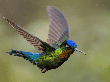 Según el Museo de Historia Natural y Cultura Ambiental, la exposición incorpora gráficos, imágenes, videos con entrevistas a especialistas, poesía y música referente a colibríes. ESPECIAL