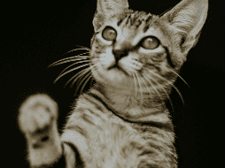 Jugar con tu gato es importante para generar momentos de conexión, confianza y bienestar entre tu minino y tú. ESPECIAL