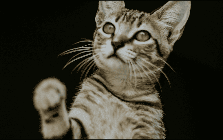 Jugar con tu gato es importante para generar momentos de conexión, confianza y bienestar entre tu minino y tú. ESPECIAL