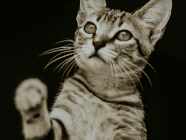 Jugar con tu gato es importante para generar momentos de conexión, confianza y bienestar entre tu minino y tú. ESPECIAL