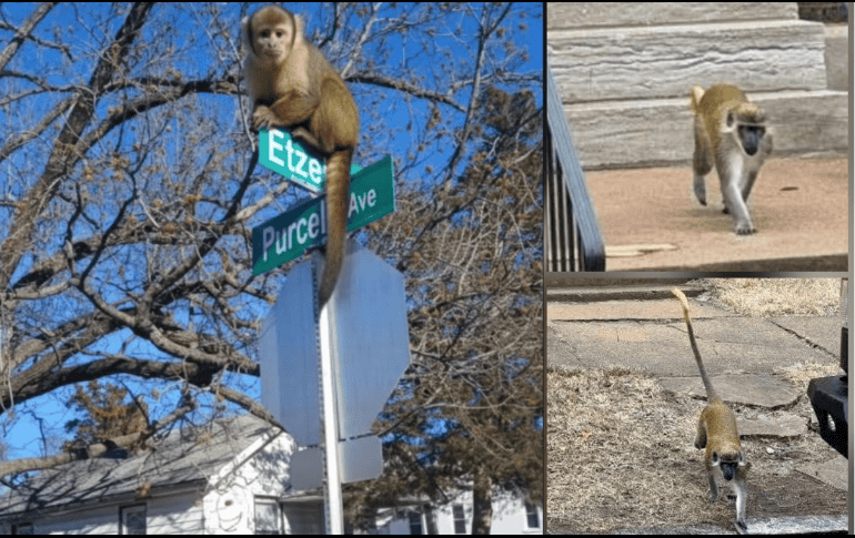 Los monos vervet todavía estaban sueltos el lunes después de haber sido vistos por primera vez el jueves. INSTAGRAM/@iamderkbrown/@craigclutchpatton