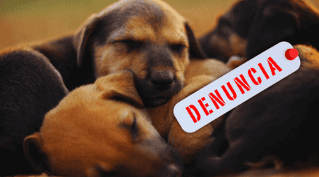 El maltrato animal incluye acciones que provoquen dolor, sufrimiento, lesiones o la muerte del animal, incluyendo actos de negligencia, maltrato y crueldad. ESPECIAL / CANVA