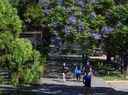 La inactividad física está asociada con 1 de cada 6 muertes en el Reino Unido. EFE/ J. RONCORONI