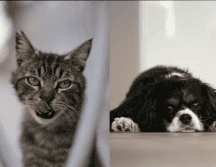 La prevención, la observación diaria y las visitas veterinarias periódicas son esenciales. ESPECIAL/ Unsplash