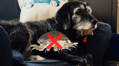 Las chinches son peligrosas tanto en humanos como en perros. UNSPLASH / L. CUTLE