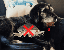 Las chinches son peligrosas tanto en humanos como en perros. UNSPLASH / L. CUTLE